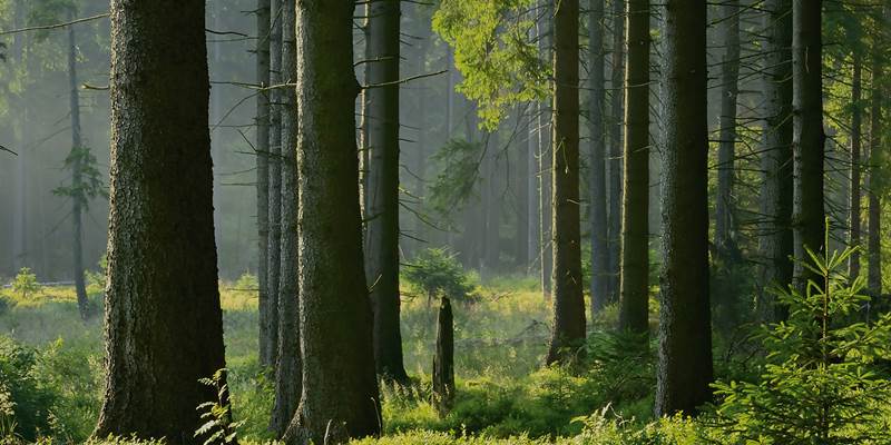 Skog stående